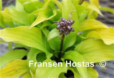 Hosta Golden Locks